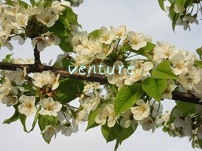 venture