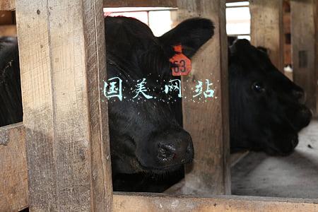 国美网站