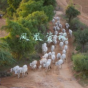 凤凰资讯