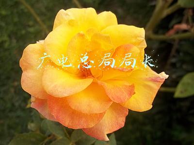 广电总局局长