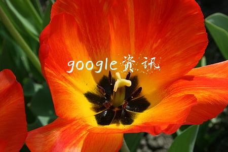google资讯