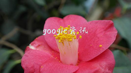 google资讯