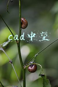 cad中望