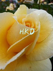 HKD