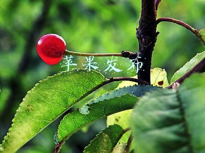 苹果发布