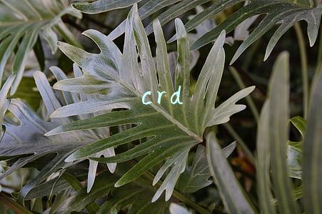 crd