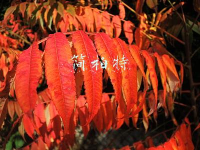 简柏特