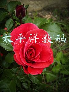 太平洋数码