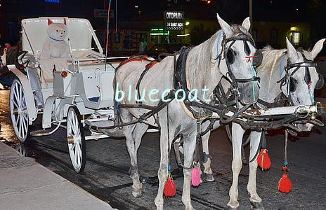 bluecoat