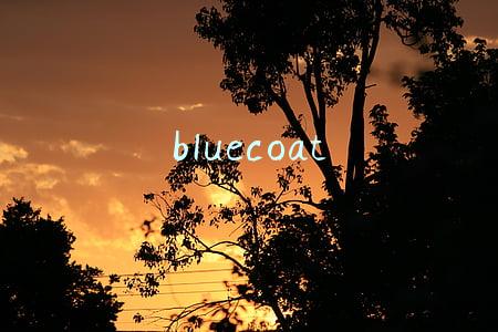 bluecoat