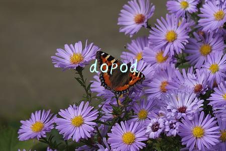 dopod
