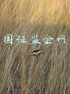 中国证监会网站