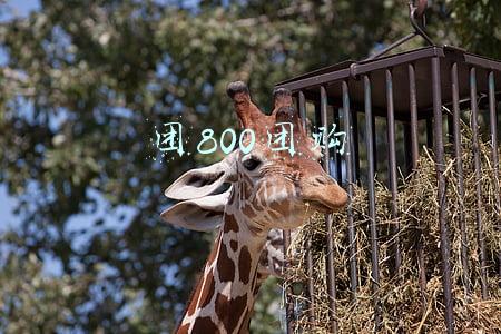 团800团购