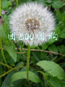 团800团购