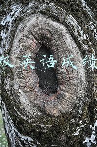 四六级英语成绩查询