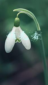 领先者