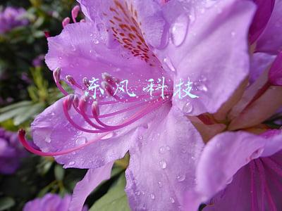 东风科技