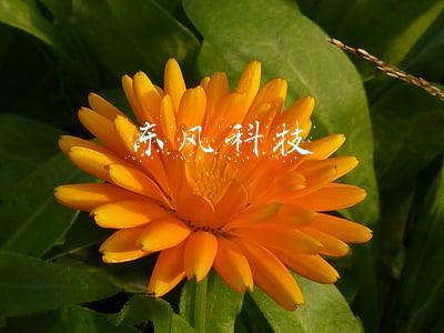 东风科技最新利好消息(东风科技最新公告：公司正在筹划再融资事项 初步定为配股项目)
