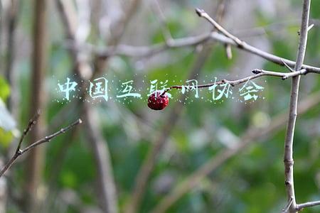 中国互联网协会