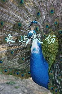 象屿股份