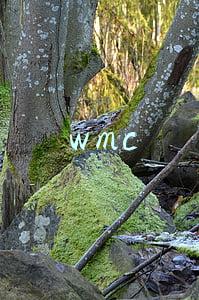 wmc