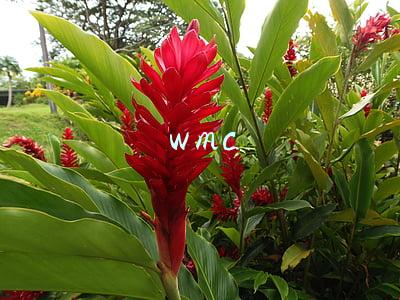 wmc