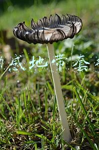 动感地带套餐