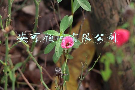 安可顾问有限公司的特点(外企主动适应“供给侧改革” 分享中国经济转型红利)