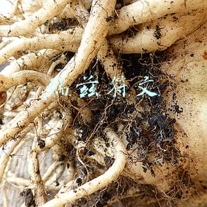 瑞兹符文