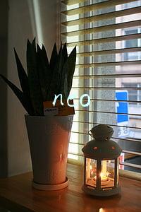 neo