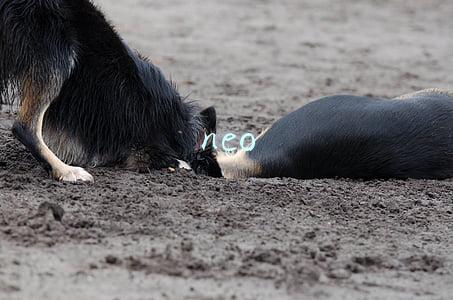 neo