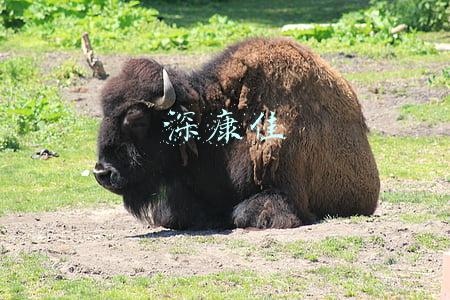 深康佳