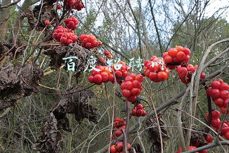 百度招聘网