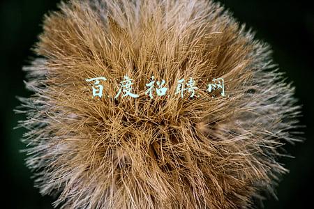 百度招聘网