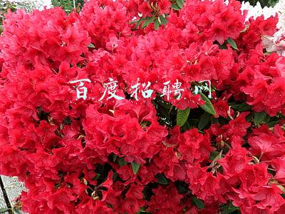 百度招聘网
