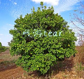 网游tear