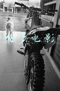 多伦多电影节