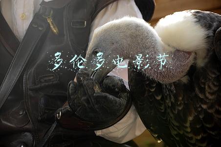 多伦多电影节