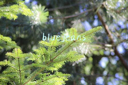 bluejeans