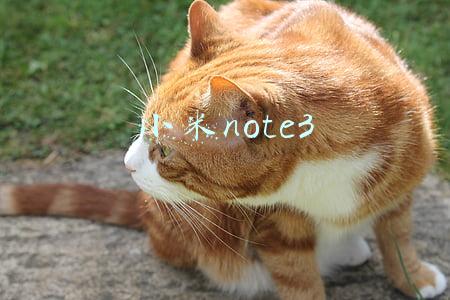 小米note3