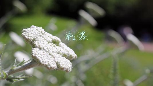 剩男