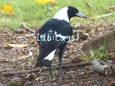 [db:tags]