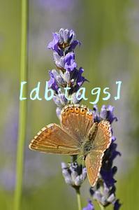 [db:tags]