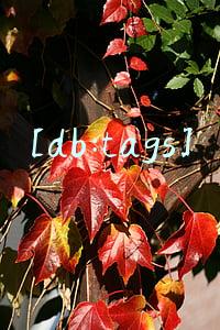 [db:tags]