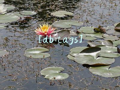 [db:tags]