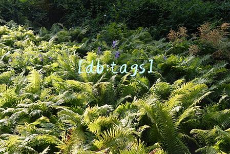 [db:tags]