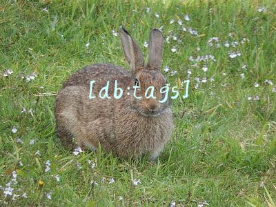 [db:tags]