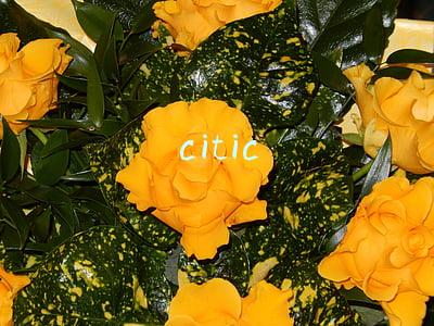 criticize(每天学英语——指责，控告)