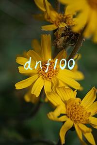 dnf100