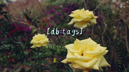[db:tags]